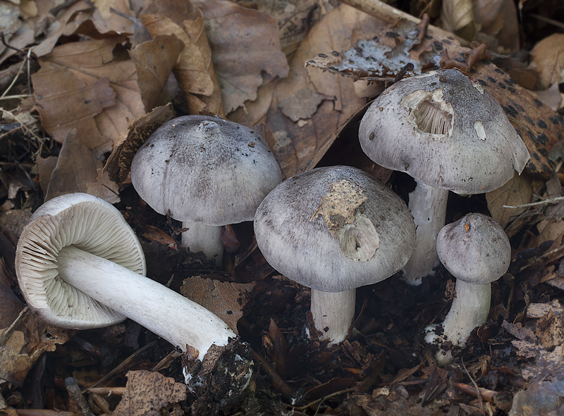 Tricholoma sciodes